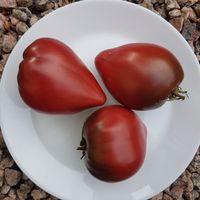 Chornoje serdze s nosikom, Black Heart from Borisovna